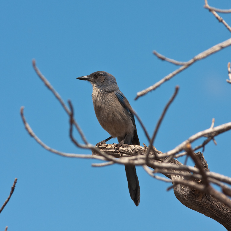 Scrub Jay