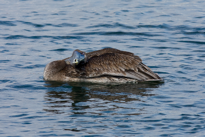 Pelican