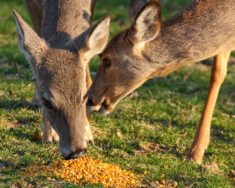 Feeding Deer