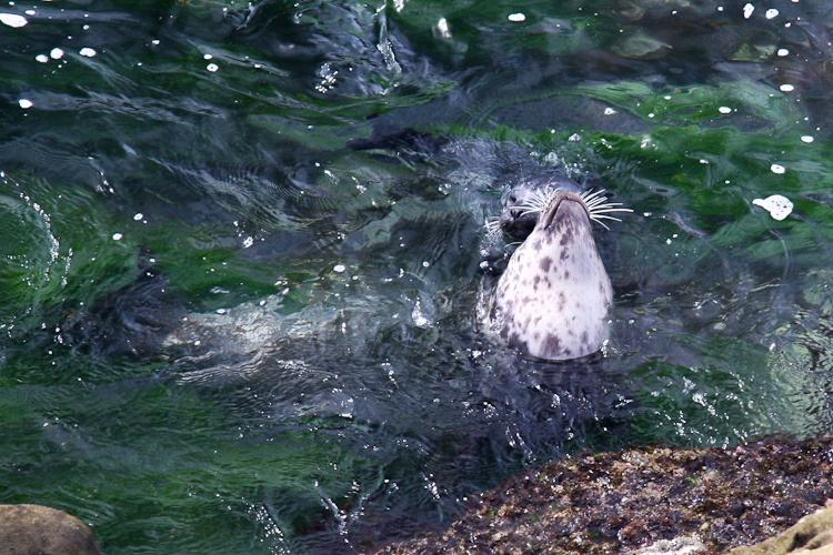 Mother Seal & Pup