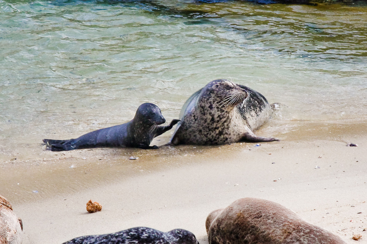 Mother Seal & Pup