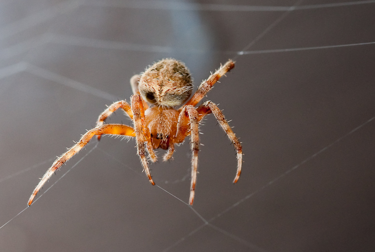 Making a Web