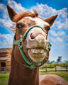 Smiling Horse