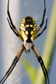 Black & Yellow Orbweaver