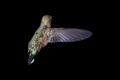 Hummingbird II