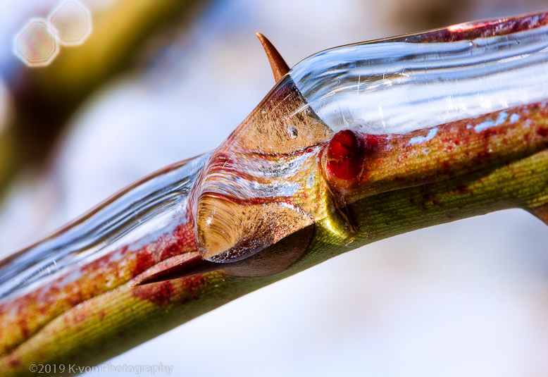 Thorns in Ice